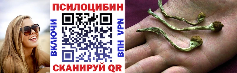 сколько стоит  Цимлянск  Псилоцибиновые грибы Psilocybe 